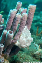 Frogfish pretending to be a sponge. Picture taken at Bula... by Anouk Houben 